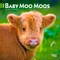 Baby Moo Moos | 2026 7 x 14 Inch (Hanging) Monthly Mini Wall Calendar